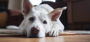 Реагируют ли датчики движения на животных